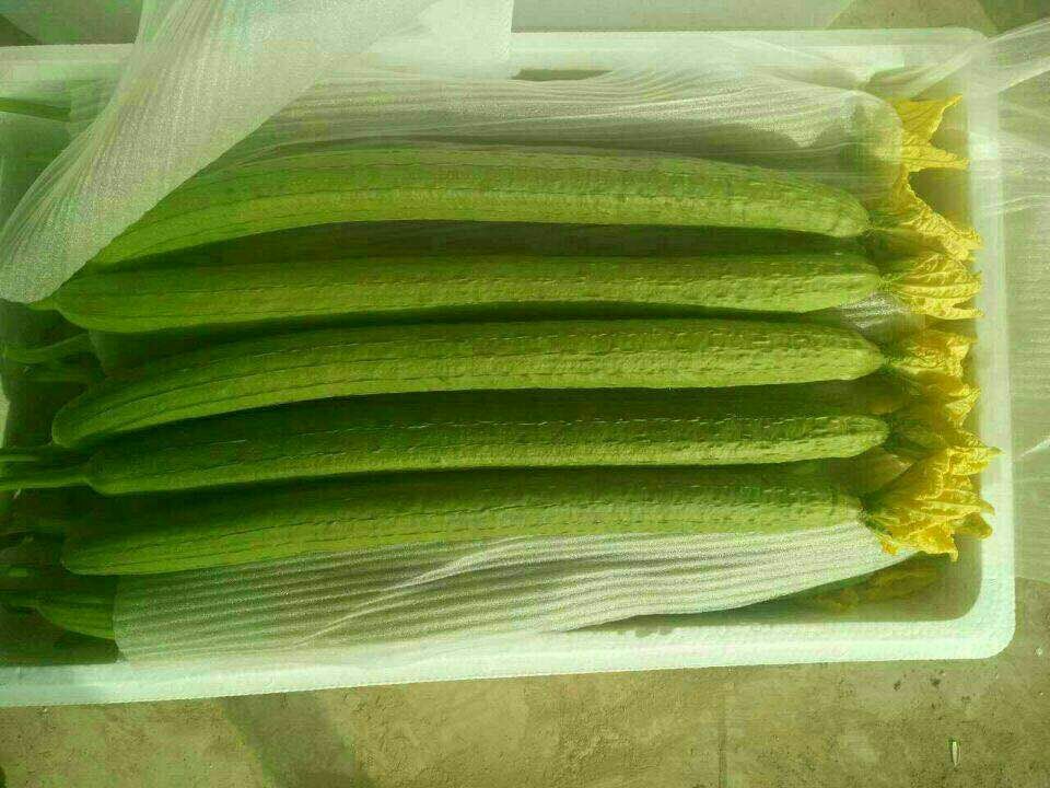 寿光鲜花丝瓜 产地代收 品质保证【超市 食堂 电商 对接】