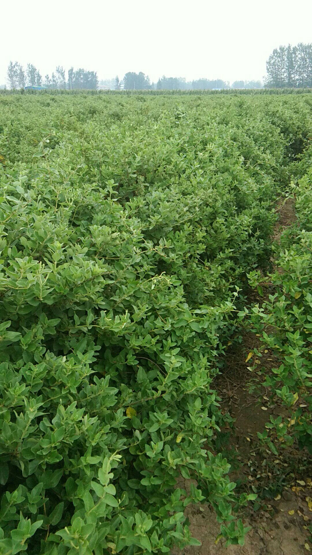 金花3号树形金银花苗  树形金银花 40~50公分