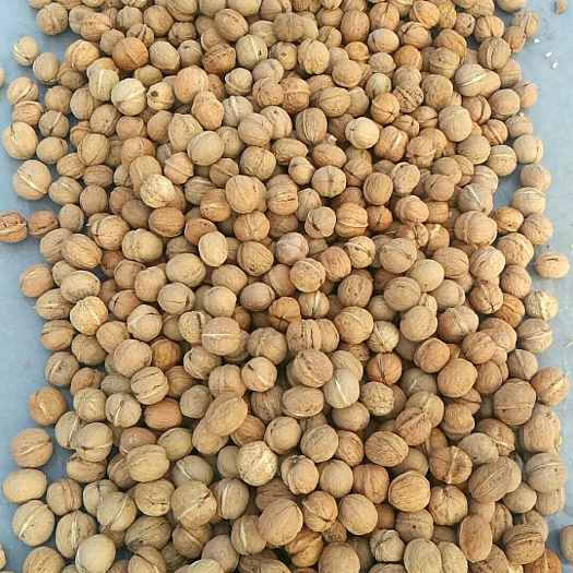 阳城县清香核桃 
