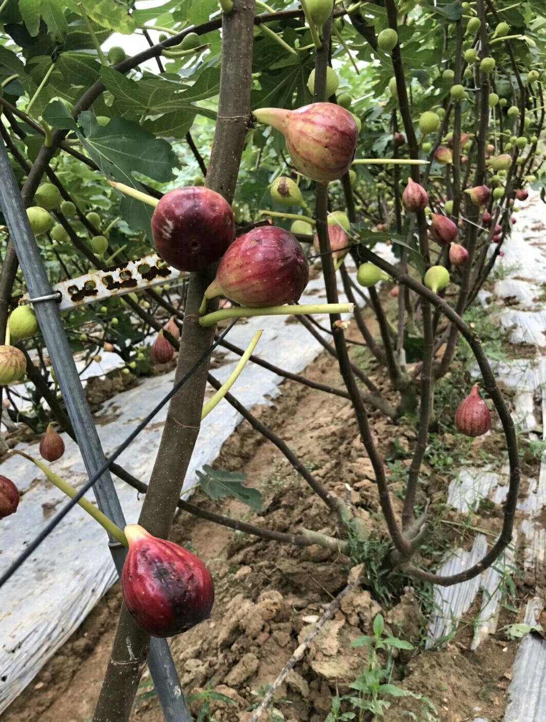 波姬红无花果苗 矮化品种盆栽一年挂果别称
阿驲、阿驿、映日果