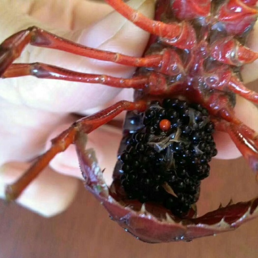沭阳县龙虾苗 