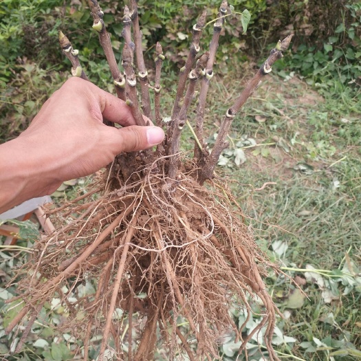 菏泽观赏牡丹 2cm以下 4cm以下 0.5米以下