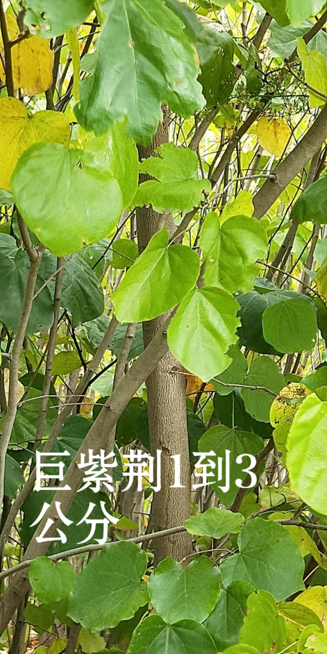 巨紫荆