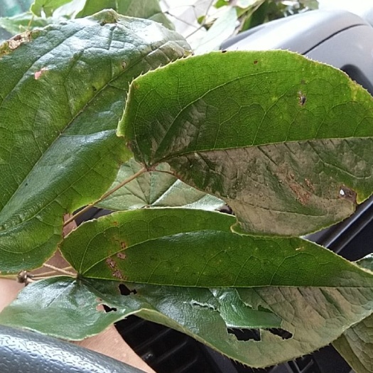 桑植县淫羊藿