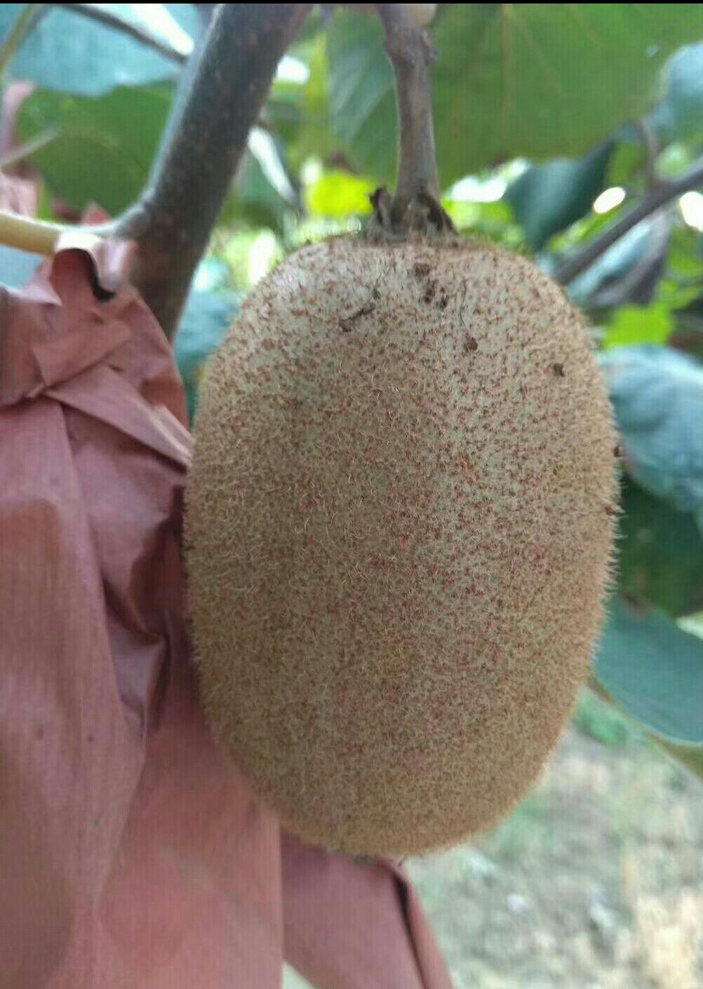 绿心猕猴桃 80~100克