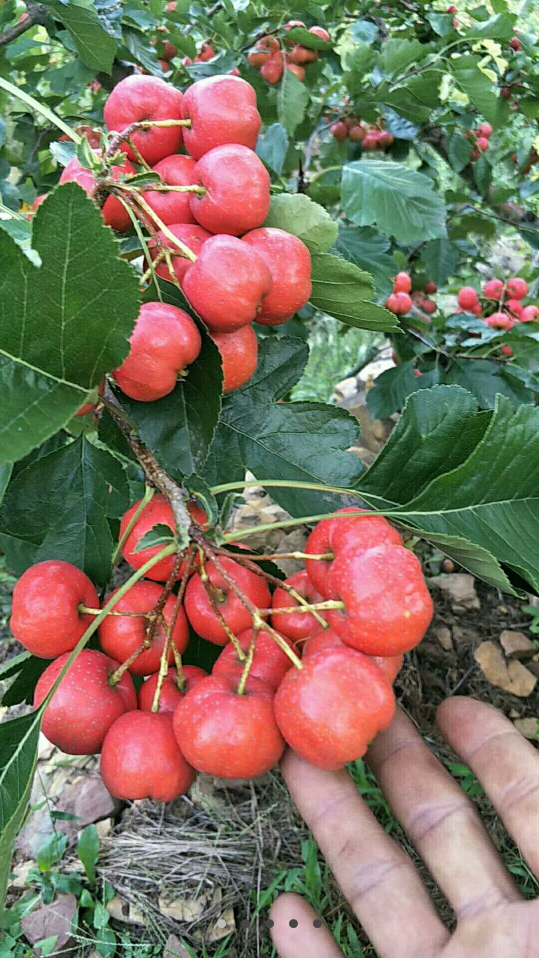 大绵球山楂 15 - 20克 