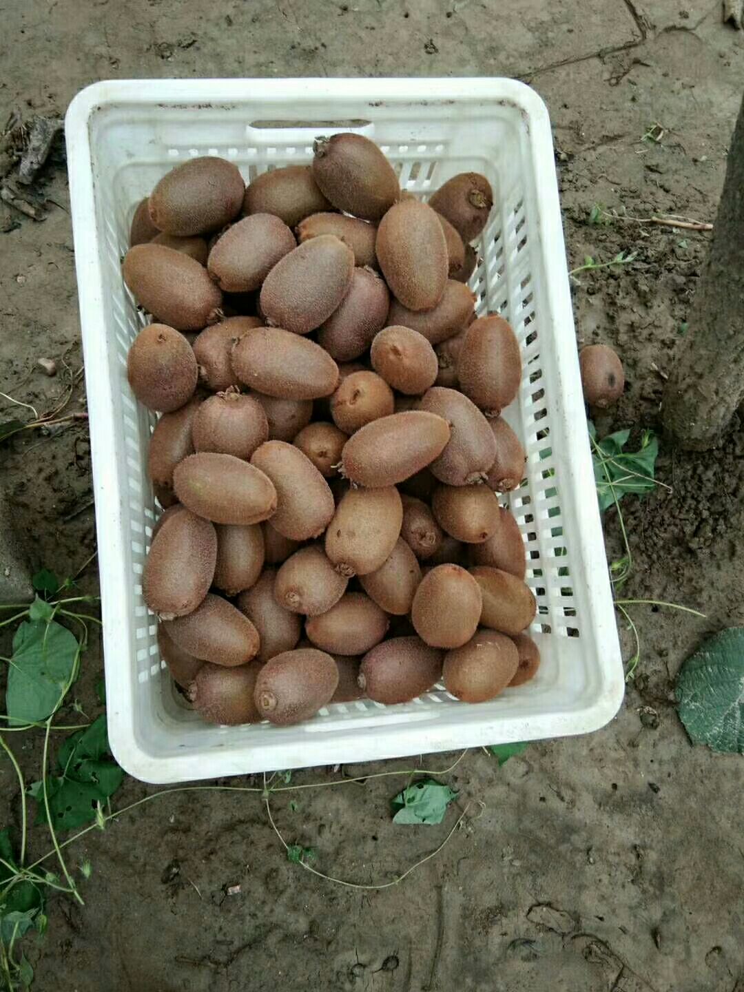 翠香猕猴桃 100~120克