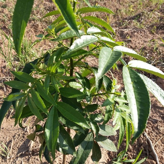 资中县青花椒苗 天知椒，早熟九叶青