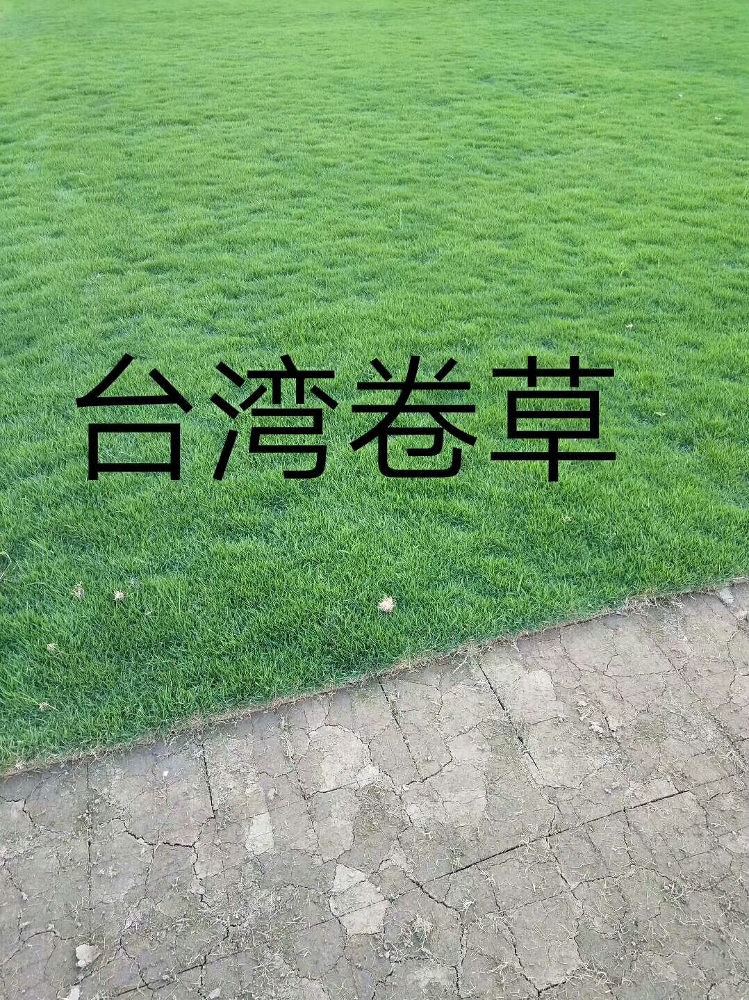 草草坪苗木广东湖南优质供应