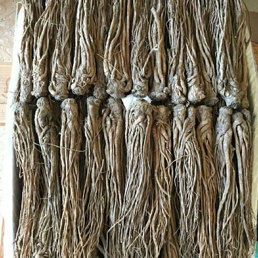 渭源县甘肃岷归，无硫全干当归个子，质量很好，条形长，产地直发