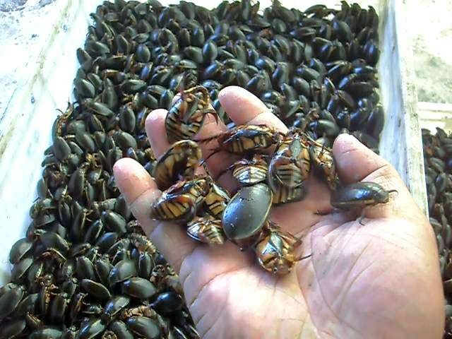 龙虱干  金边龙虱