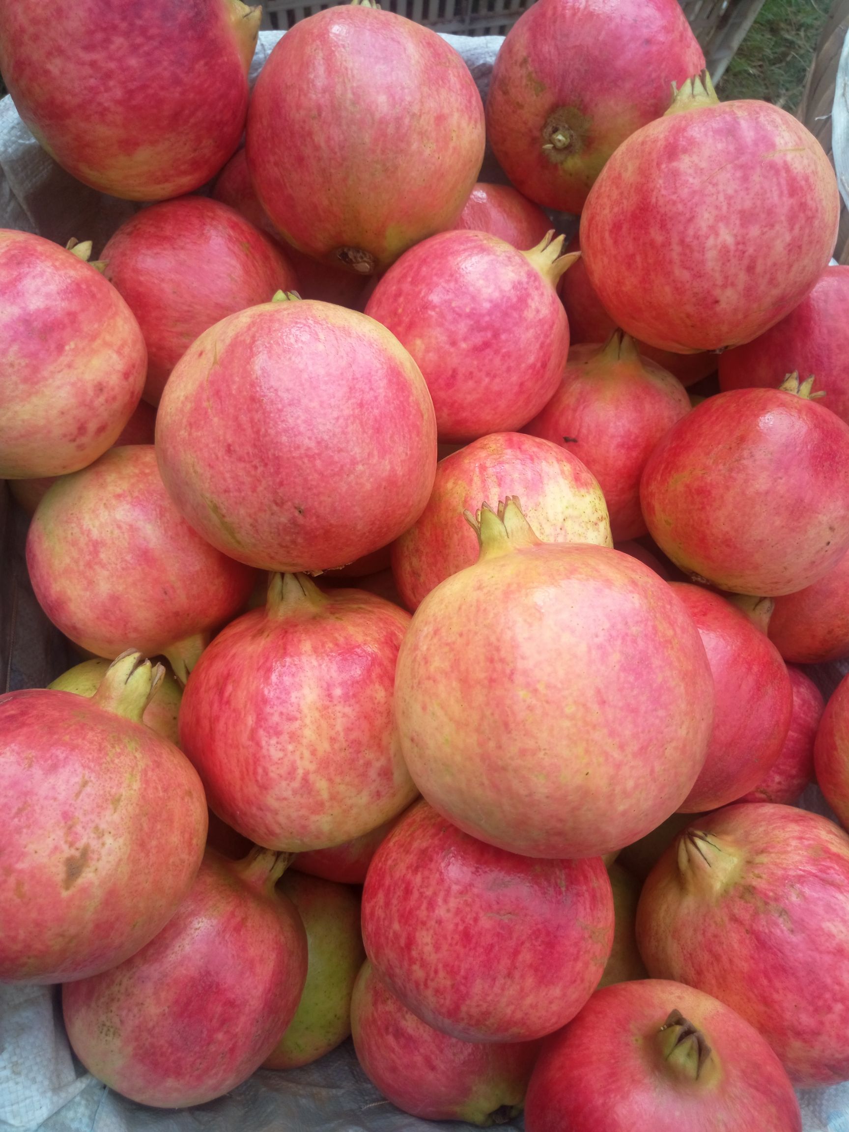 会理石榴 0.6 - 0.8斤