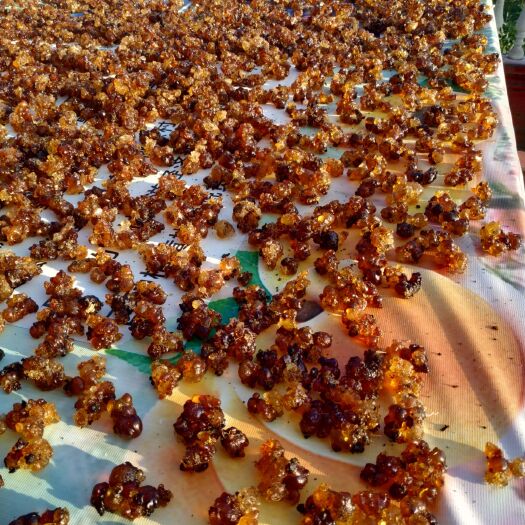 洪江市食用桃胶 6-12个月