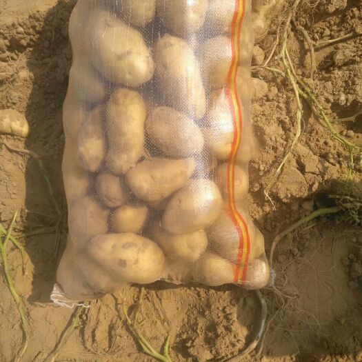 定边县荷兰15号土豆 3两以上 