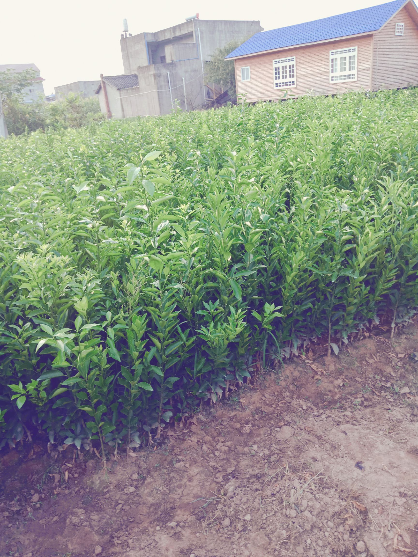 沃柑苗