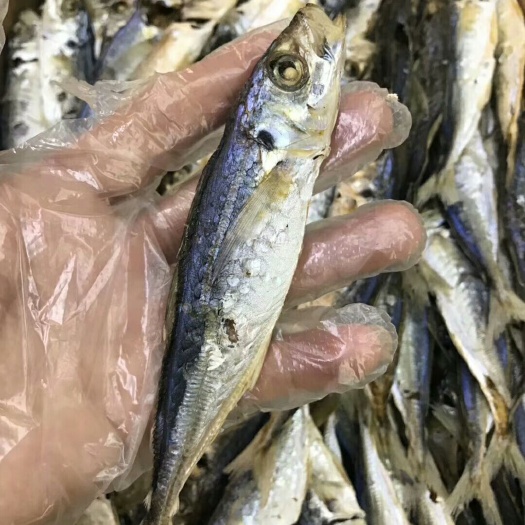 饶平县巴浪鱼干 