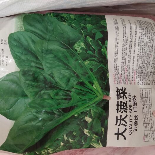 商丘大叶菠菜种子