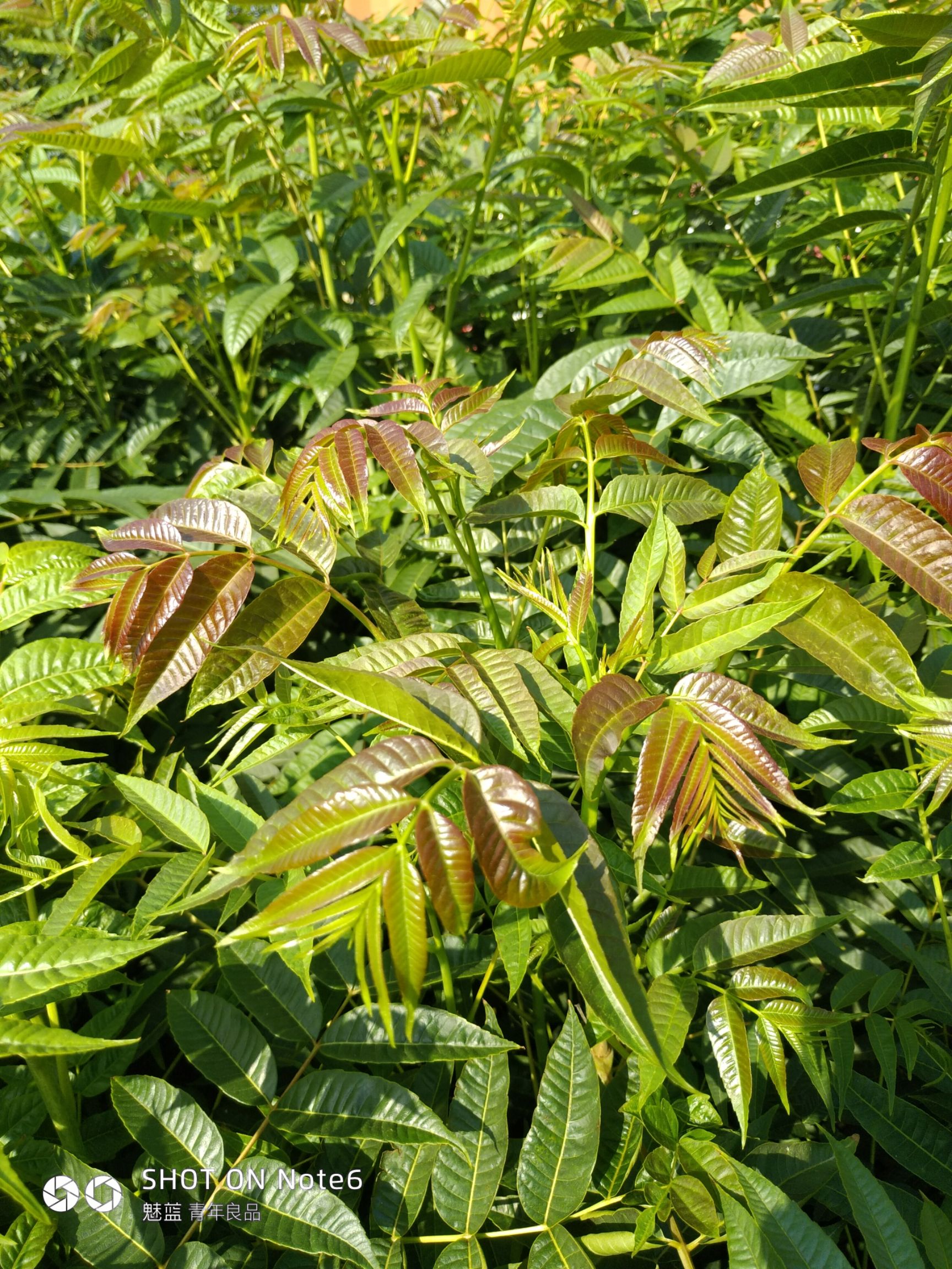 红油香椿苗 红油香椿适合露天种植，大棚反季节种植