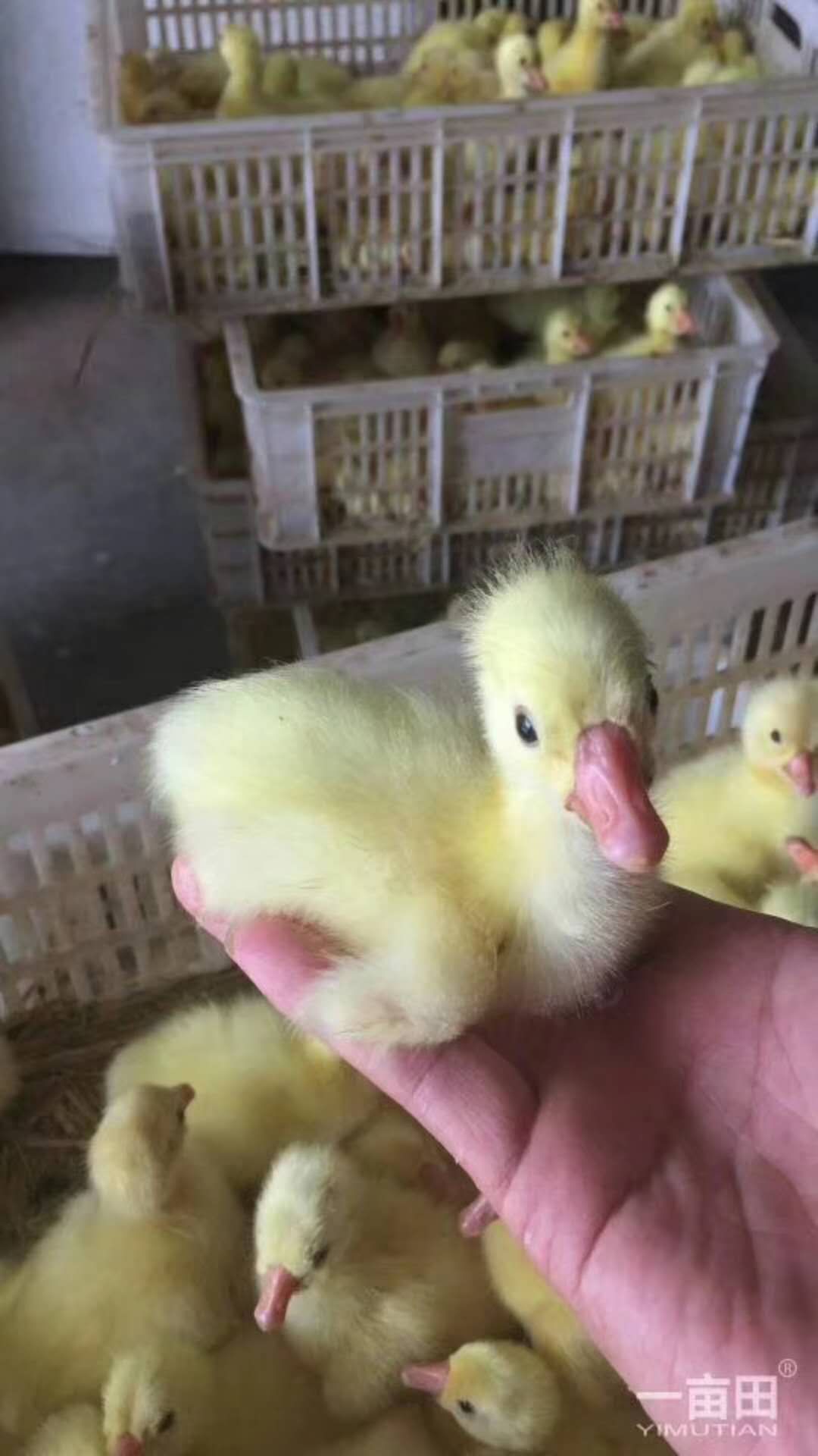 大白沙鹅苗