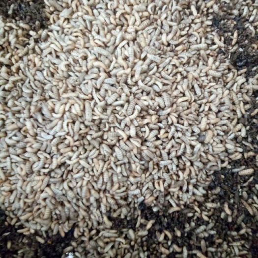 石家庄黑水虻