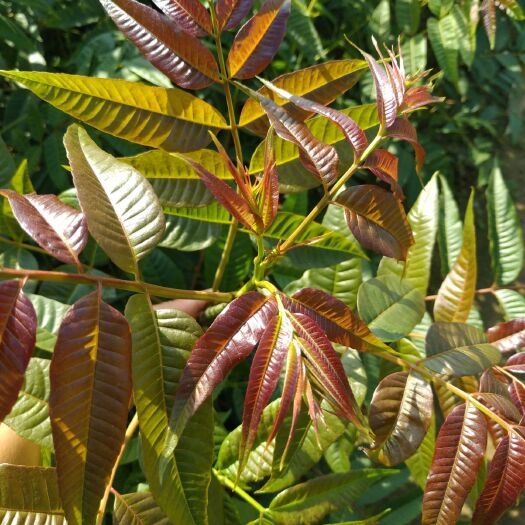 泰安红油香椿树  红油香椿苗免费提供种植技术
大棚香椿苗