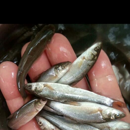 重庆市银鳕鱼苗 