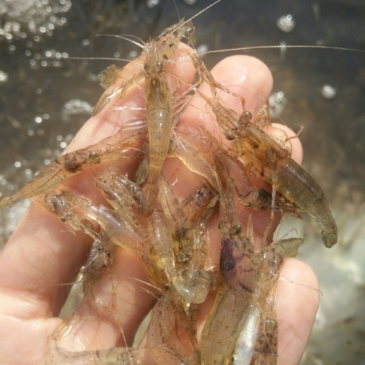 祥云县清水小龙虾 湖虾 5-7钱 