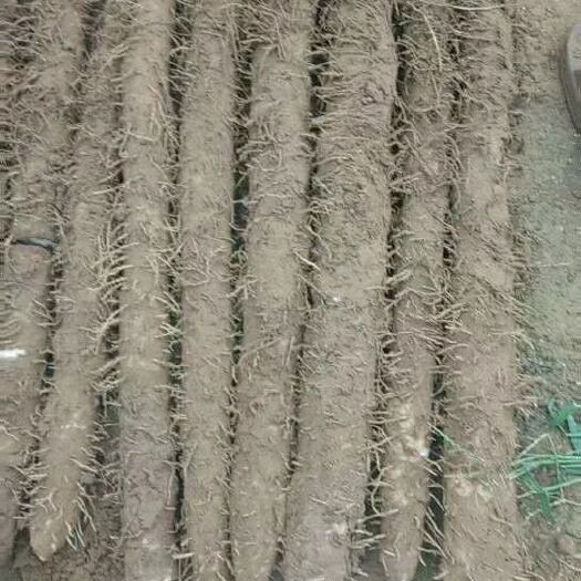 蠡县麻山药 40~50cm