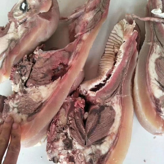 阳信县牛头  黄牛肉，实力厂家批发熟带皮肉