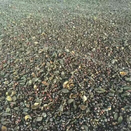 菏泽白芍种子