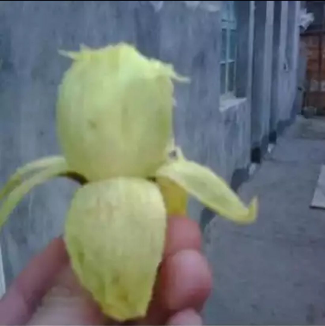 凤果山竹 1 - 2两以上 