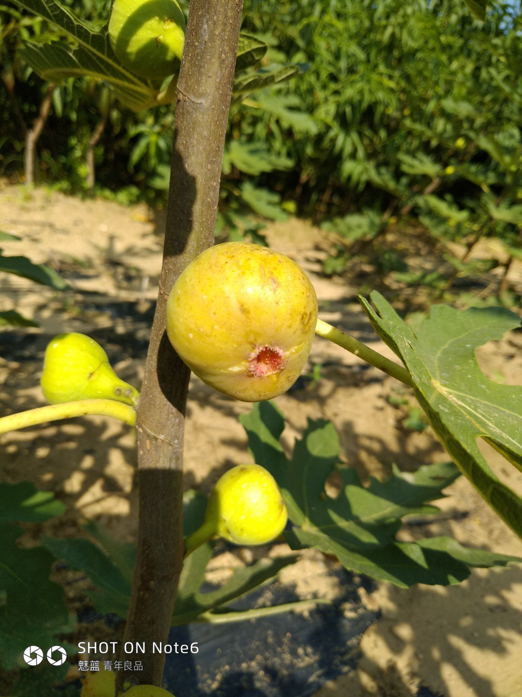 布蘭瑞克無花果苗