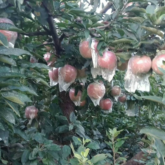 沂水县山东万亩红富士苹果  大量销售