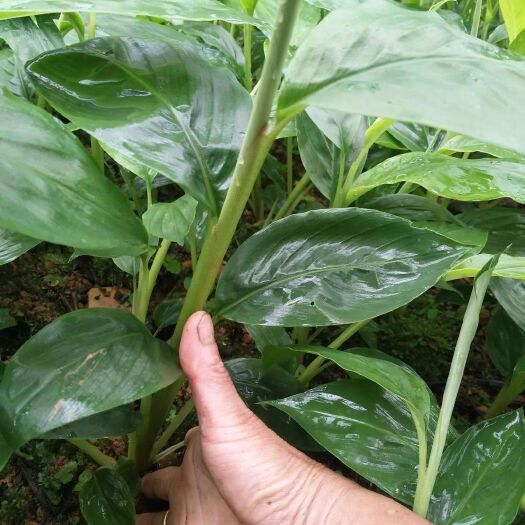 金平县草果