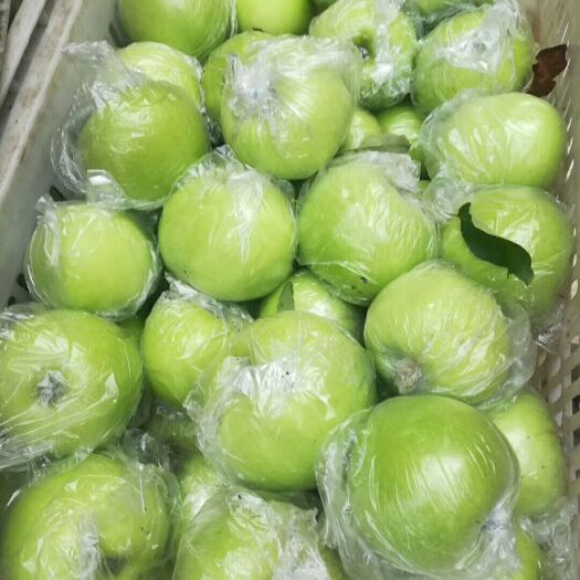 沂水县黄元帅苹果 山东省临沂市沂水县 膜袋 表光