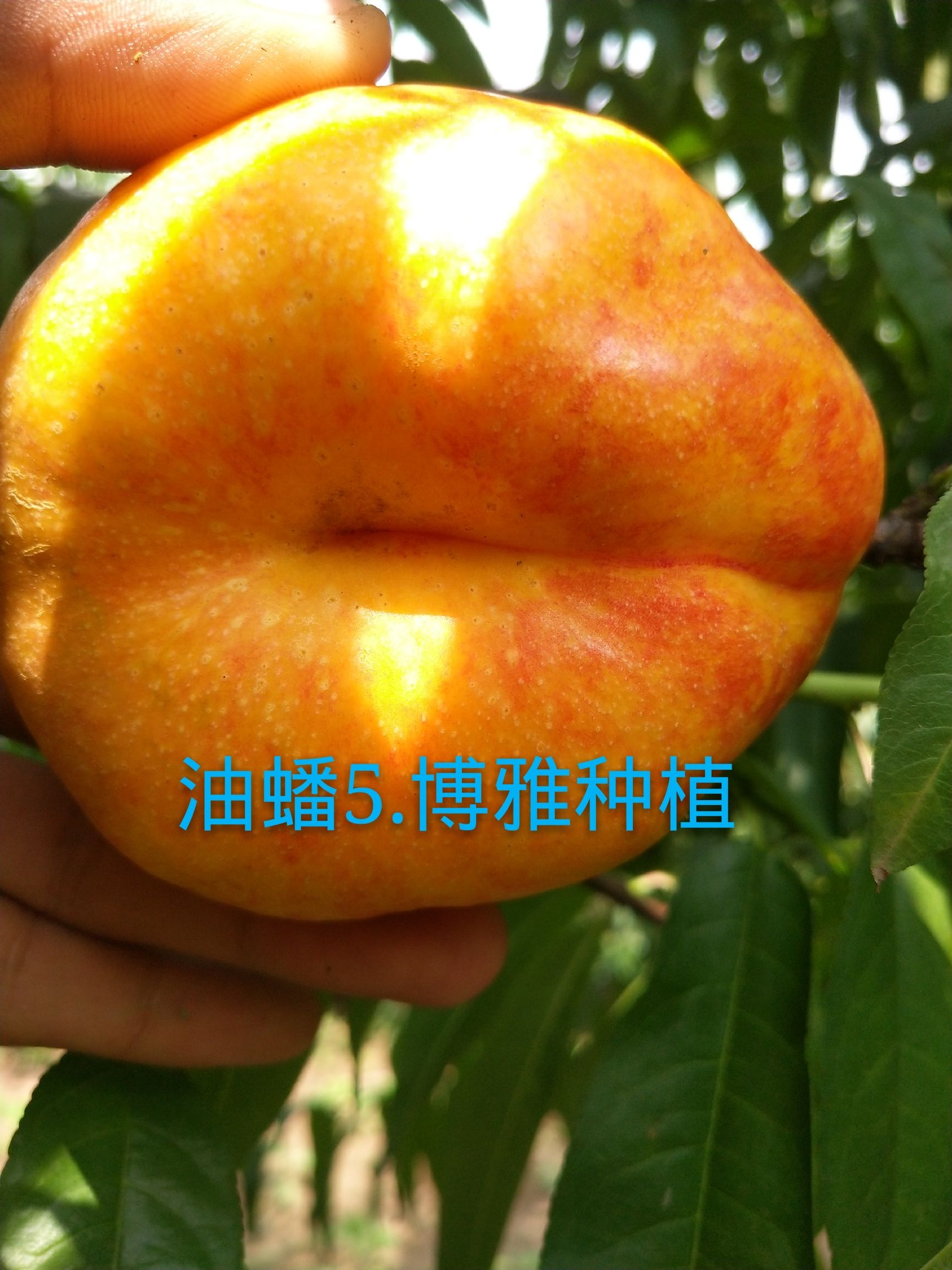 桃树嫁接枝条