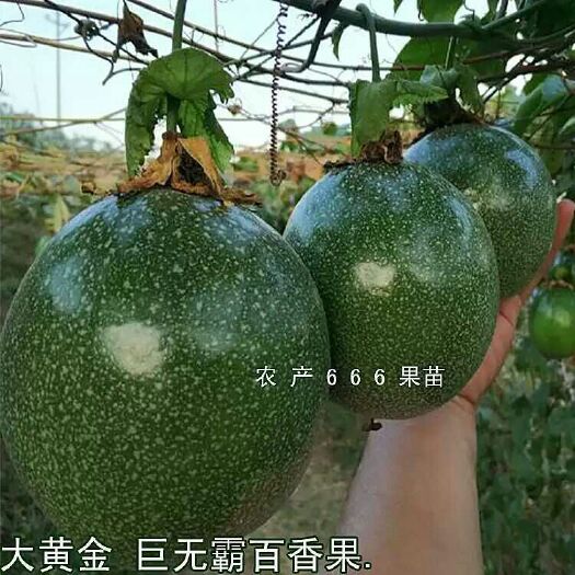 巨無霸百香果苗 