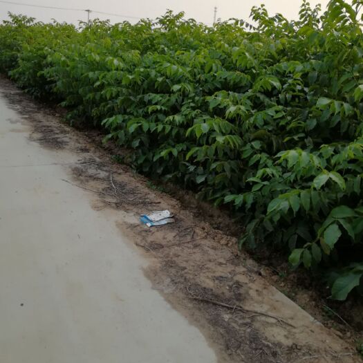 赞皇县嫁接核桃苗