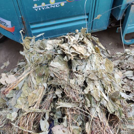  陜西淫羊藿