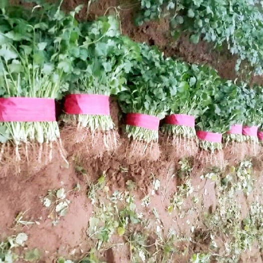 滑县河南滑县新鲜香菜批发 高品质蔬菜 快速发货