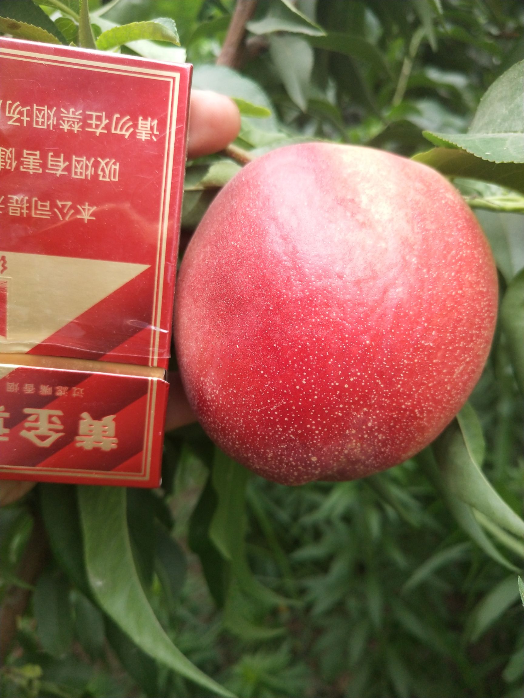桃树嫁接枝条