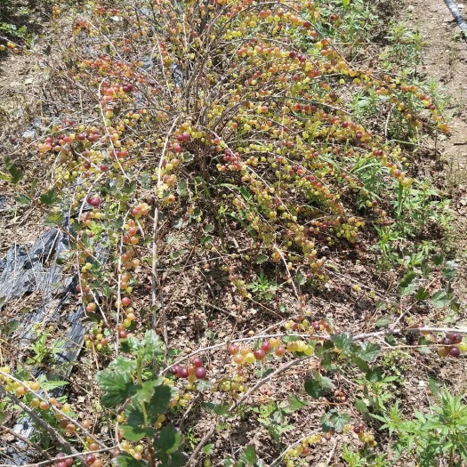 白山灯笼果苗 0.5~1米