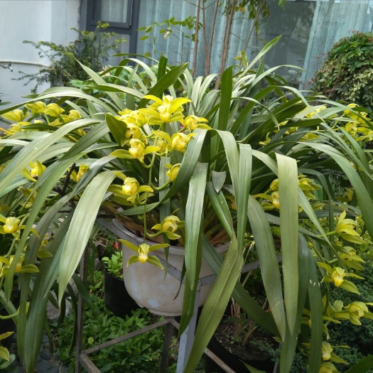 大理市碧玉兰  裸根不带土 原种虎头兰碧玉素