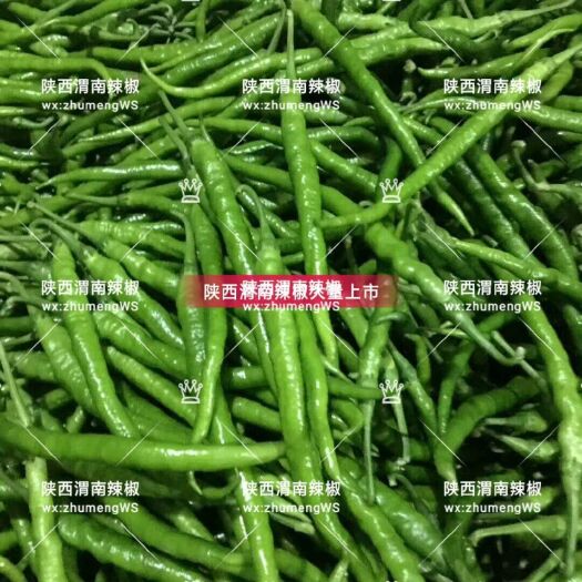 渭南线椒 陕西省渭南市临渭区