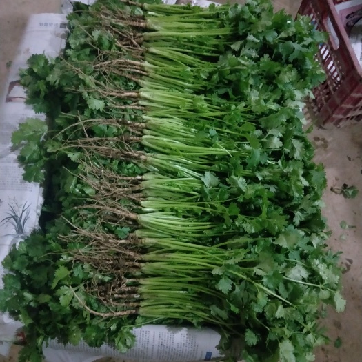 大叶香菜 25~30cm 