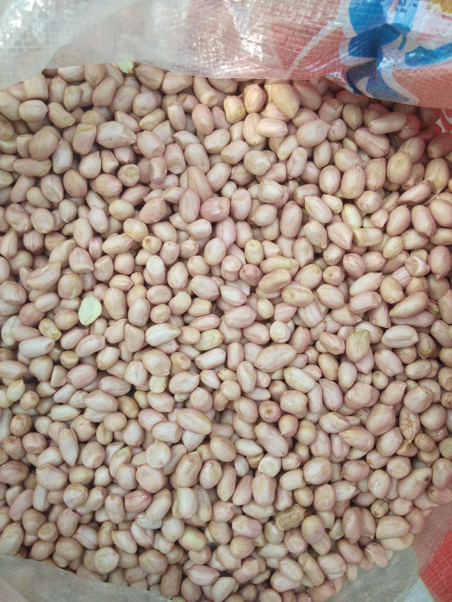 白沙系列  花生米285白沙系 精选米