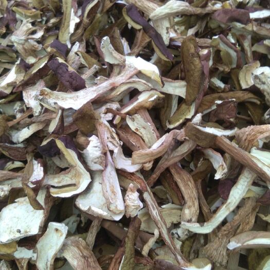 白河县牛肝菌美味牛肝菌