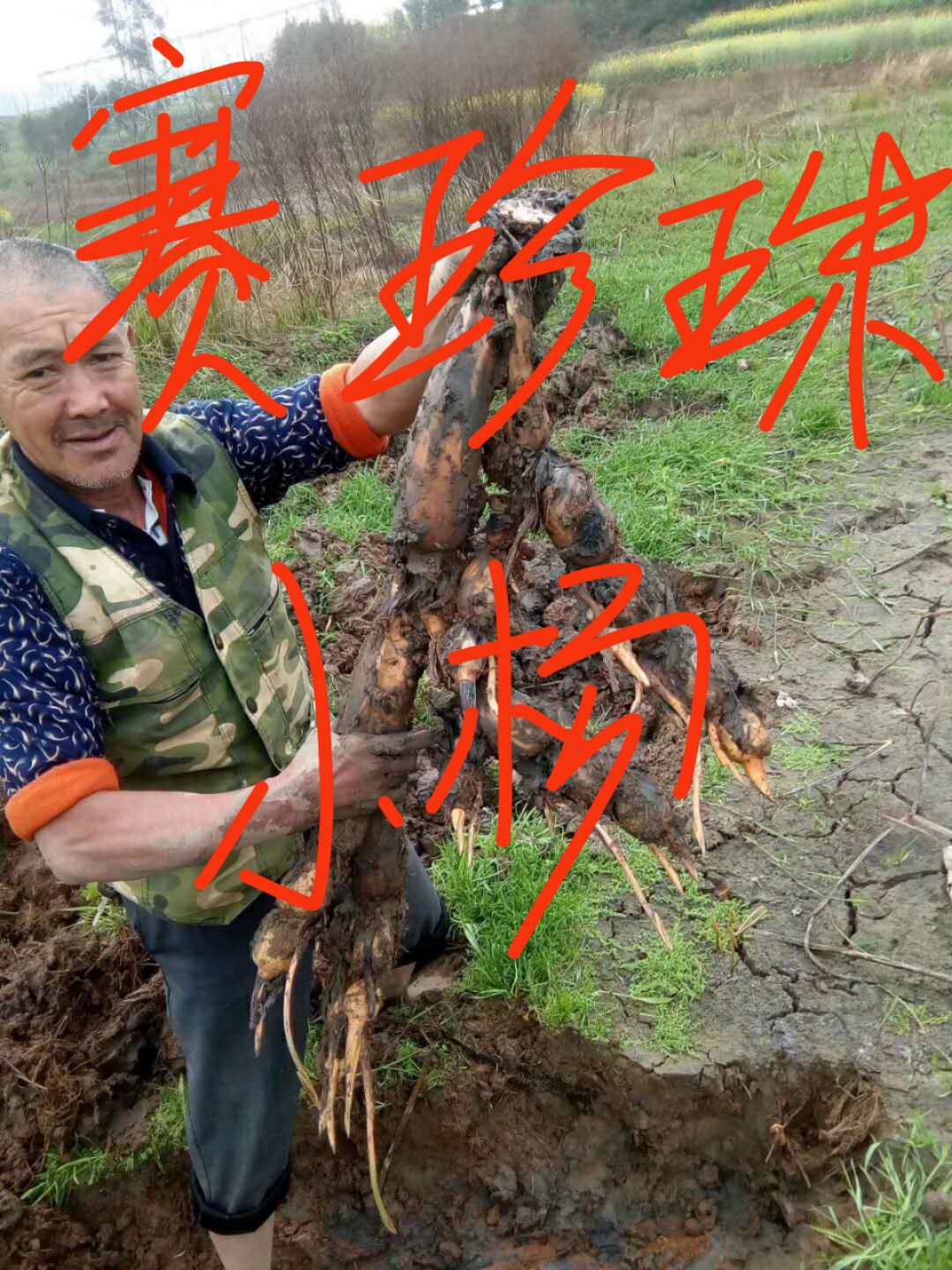 早熟十号赛珍珠藕种