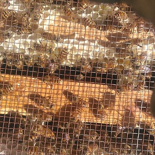 绥阳县土蜂蜜 玻璃瓶装  2年以上