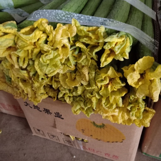 东海县鲜花丝瓜 30cm以上